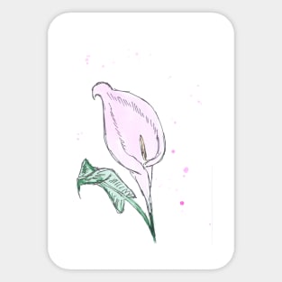 Calla flower. Watercolor, art decoration, sketch. Illustration hand drawn modern Sticker